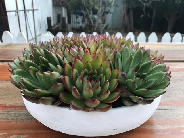GReen succulents with red edges arranges outside in a medium white bowl.