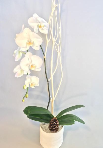 White orchid in a small white container filled with white pebbles and a pine cone.