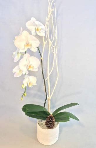 White orchid in a small white container filled with white pebbles and a pine cone.