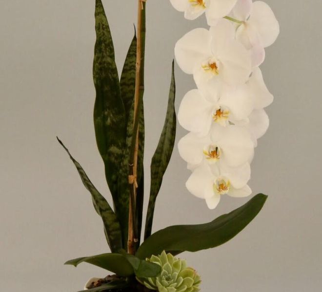 White orchid in a small, circular white container with a green succulent in it.