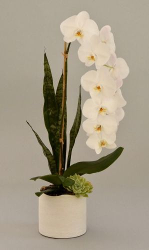 White orchid in a small, circular white container with a green succulent in it.