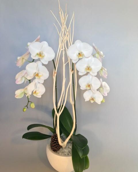 white orchids in a container with a pine cone and white pebbles.