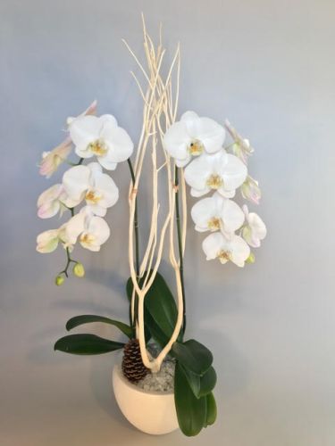 white orchids in a container with a pine cone and white pebbles.