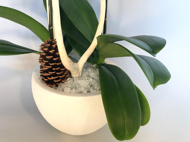 Close up of green leaf in a small white vase filled with white rocks and a pine cone.