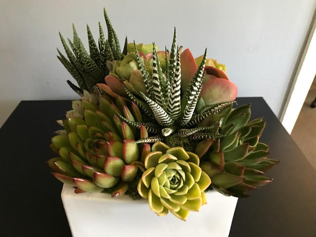 Colorful succulents arranged in a white square vase on a black table.