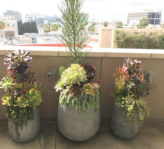 Three large succulent arrangements on a balcony outdoors.