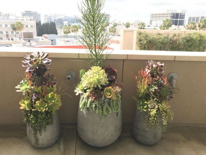 Three large succulent arrangements on a balcony outdoors.