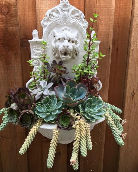 A hanging succulent arrangement on a white fixture with a lion's face.