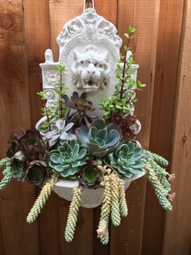 A hanging succulent arrangement on a white fixture with a lion's face.