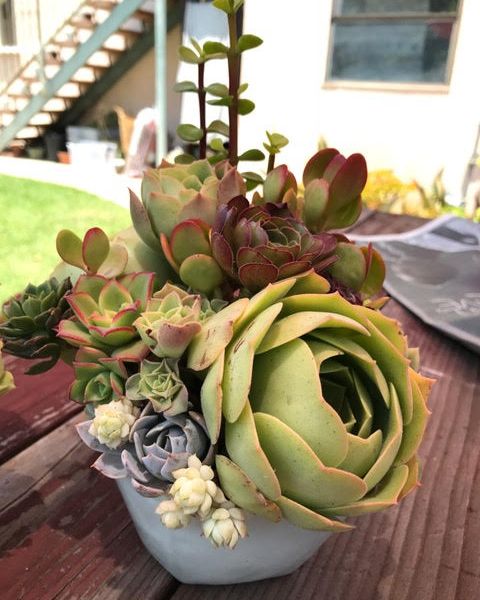 Close up of a small succulent arrangement on a table outside.