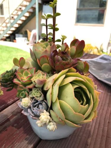 Close up of a small succulent arrangement on a table outside.