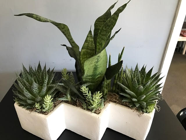 Green succulents in a white planter on a table indoors.