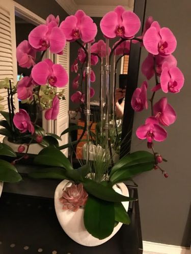 Pink orchids in a white vase with a pink succulent, displayed indoors on a dresser.