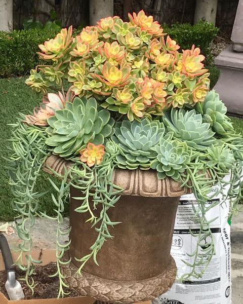 Succulents arranged in a medium planter outdoors.