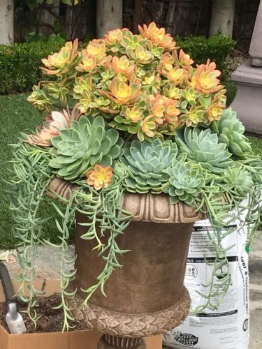 Succulents arranged in a medium planter outdoors.