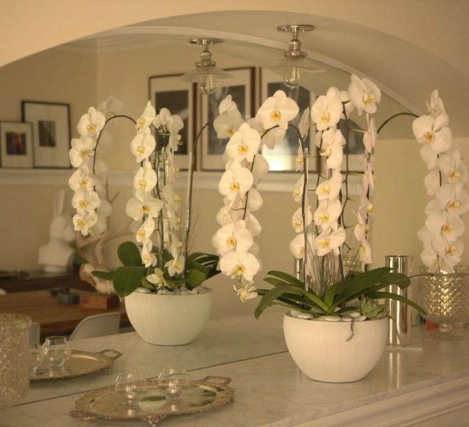 Beautiful white orchids arranged in an elegant white room.