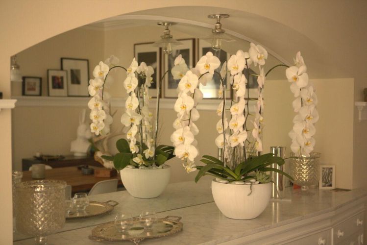 Beautiful white orchids arranged in an elegant white room.