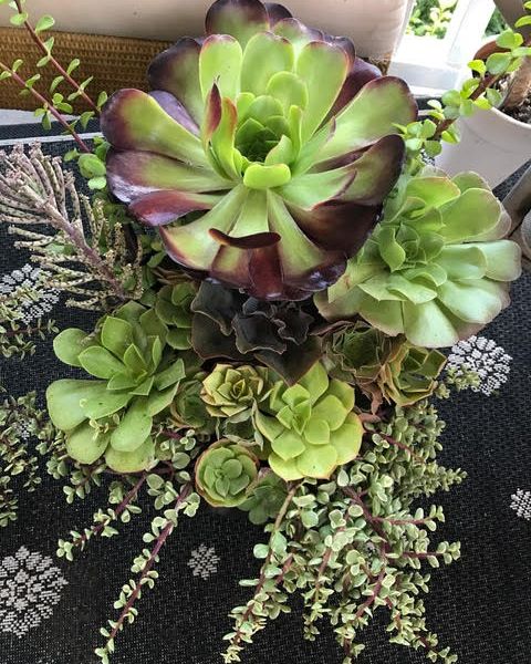 Top down view of green succulent arrangement.