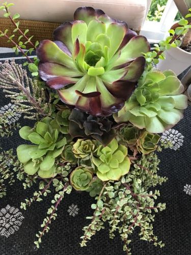 Top down view of green succulent arrangement.