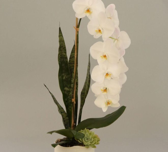 Single white orchid in a white planter with a succulent against a white background.