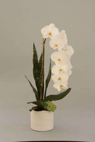 Single white orchid in a white planter with a succulent against a white background.