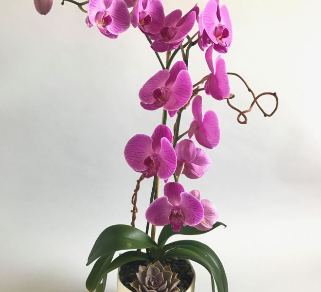 Pink orchid in a white planter with a succulent and small pebbles against a white background.