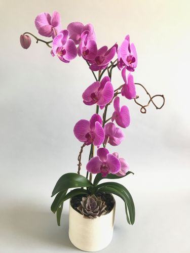Pink orchid in a white planter with a succulent and small pebbles against a white background.