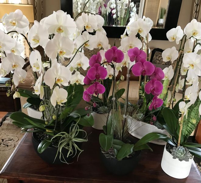Multiple white and one pink orchid arrangements on the coffee table in a living room.