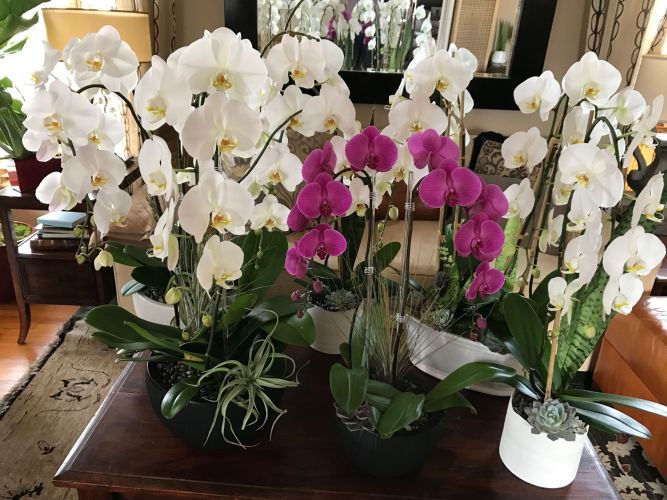 Multiple white and one pink orchid arrangements on the coffee table in a living room.