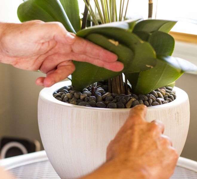 Hand lifting up the leave of an orchid arrangement.
