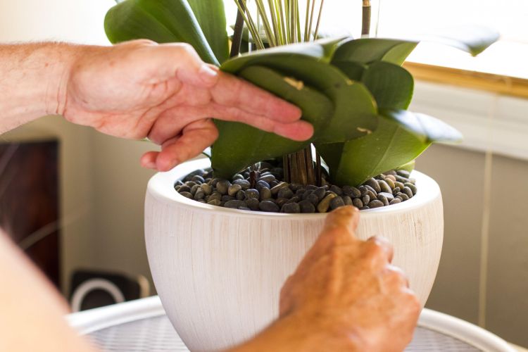 Hand lifting up the leave of an orchid arrangement.