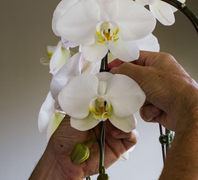 Hands tending to a white orchid.