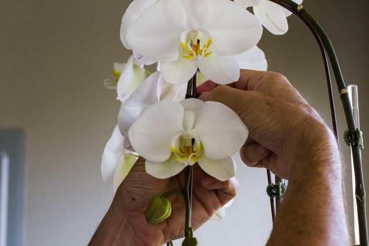 Hands tending to a white orchid.