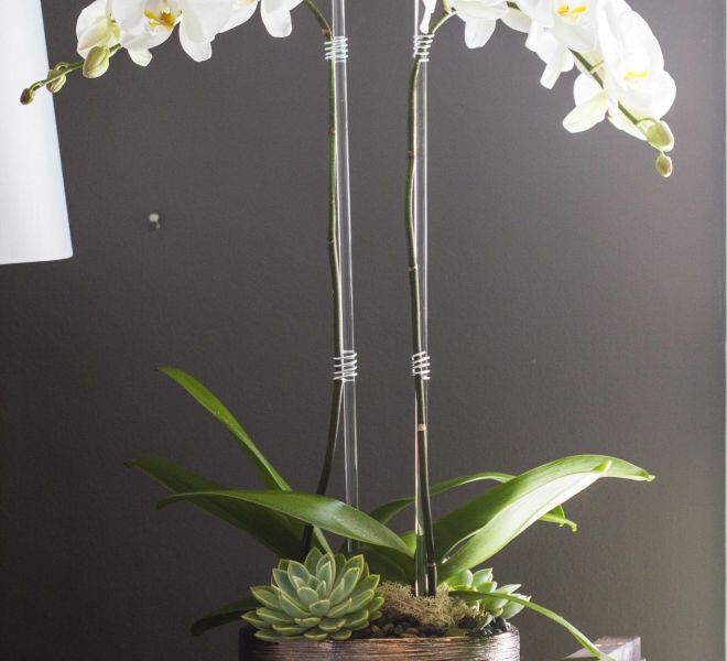 White orchids arranged with succulents in against a black wall.