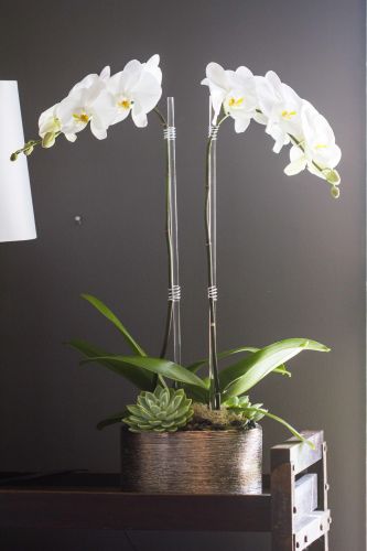 White orchids arranged with succulents in against a black wall.