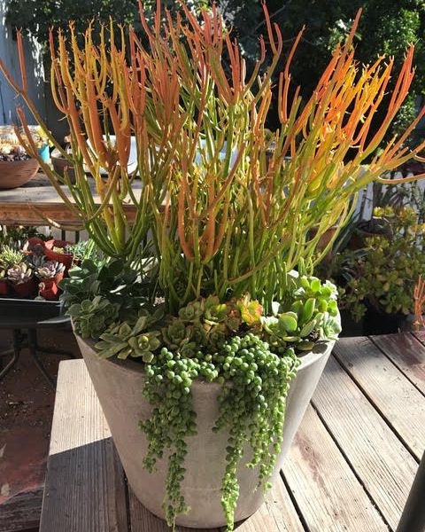 Orange and green succulents arranged outside in large white vase.