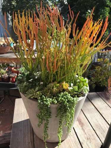 Orange and green succulents arranged outside in large white vase.