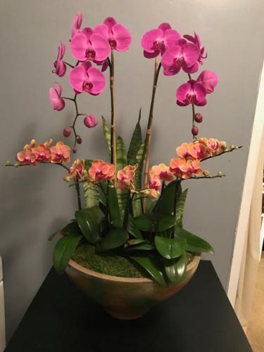 Pink and orange succulents arranged indoors in moss and a brown vase.