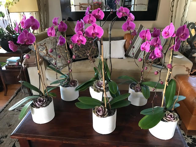 Multiple pink orchids arranged in small white vases with succulents on a brown coffee table.