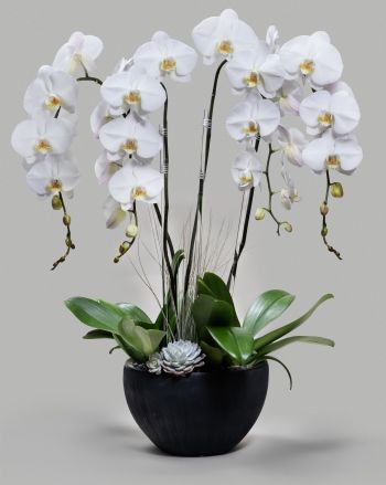 The Executive arrangement. Four large white orchids arranged with succulents in a back pot