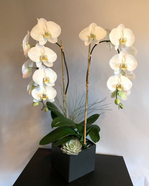 2 white orchids falling in opposite directions