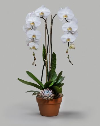 Two white orchids arranged with succulents in a terracotta pot