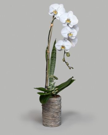 White orchid in narrow, earthen white planter