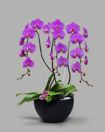 Three pink orchids in short black planter with white pebbles in it