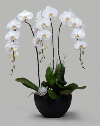Three white orchids with succulents in a small tuxedo-back planter